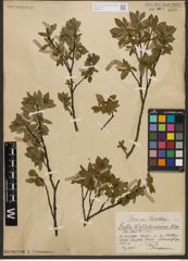 Foto von Salix waldsteiniana Willd.